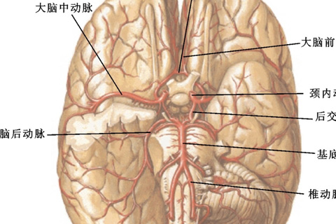 Ứng dụng theo dõi thần kinh sinh lý trong phẫu thuật cắt bỏ nội mạc động mạch cảnh